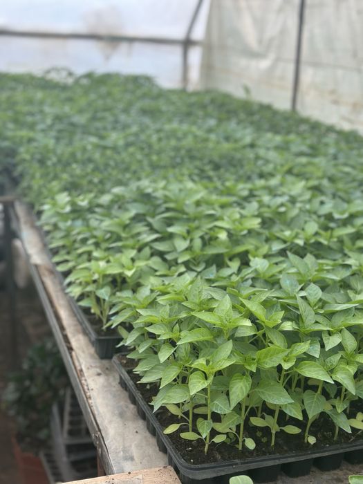 Rasaduri calitatea1 (priducator local)