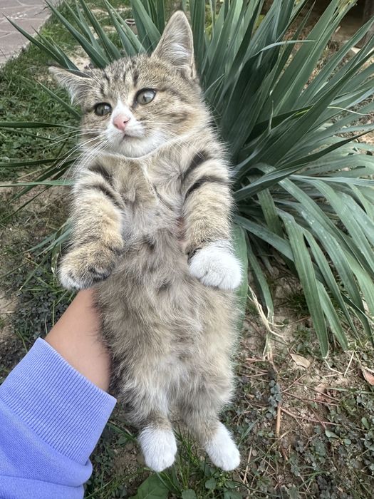 Котенок в добрые руки
