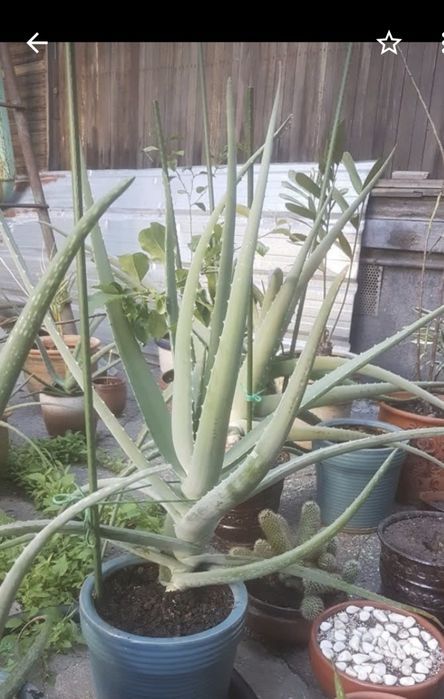 Продам алоэ вера