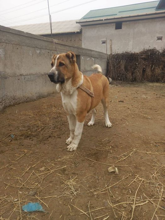 Собака / Ит / Alabay