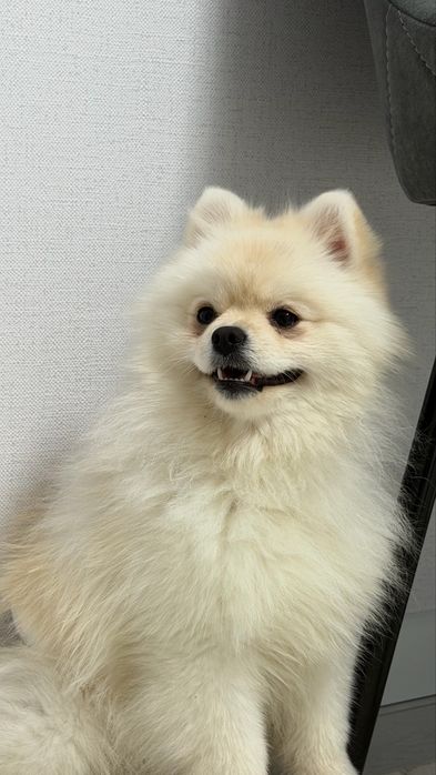 Отдам собачку в хорошие руки