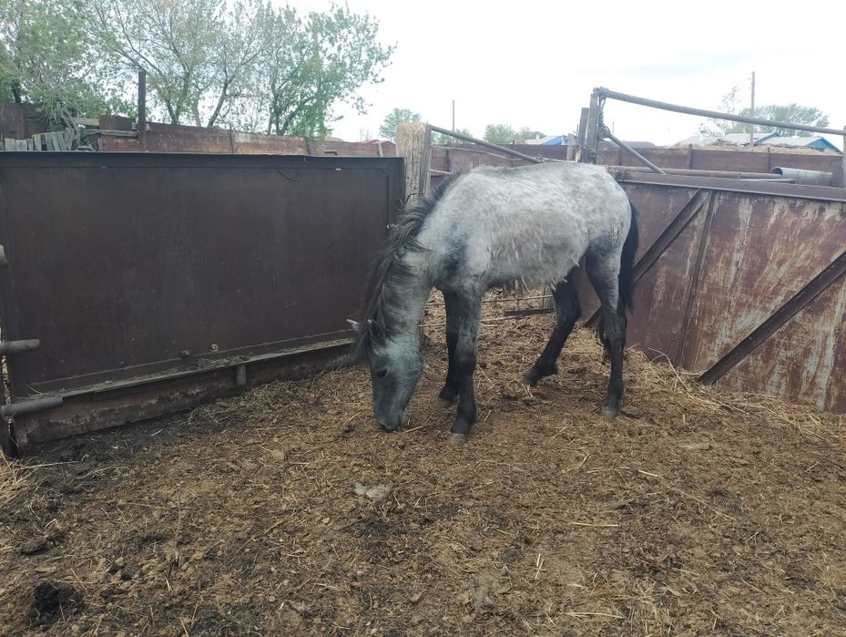 Тай сатылады 350000