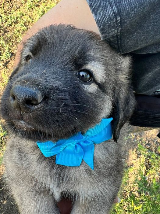 9 puiuți pentru adopție / 3 fete și 6 băieți
