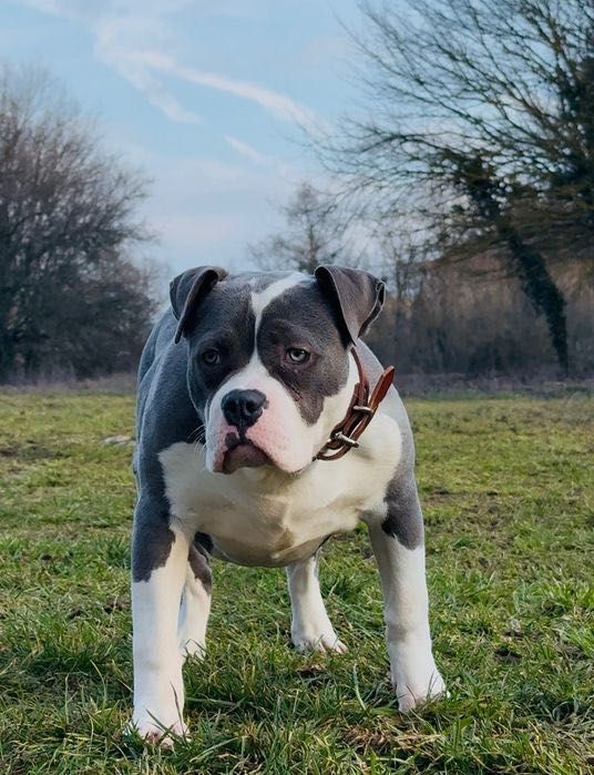 Уникално женско Американско Були XL(American Bully XL) – Blue & White