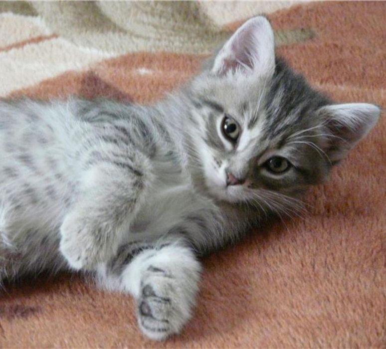 Отдам котят в добрые