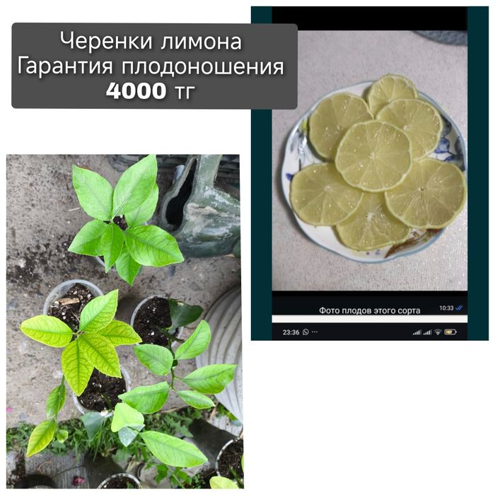 Лимон плодоносящий 3 сорта
