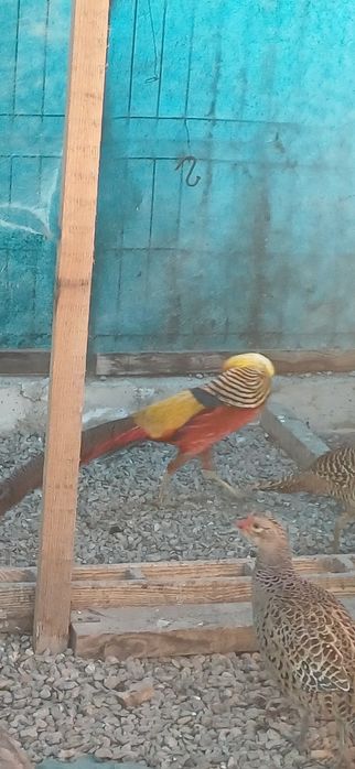 Mascul fazan auriu pe roșu