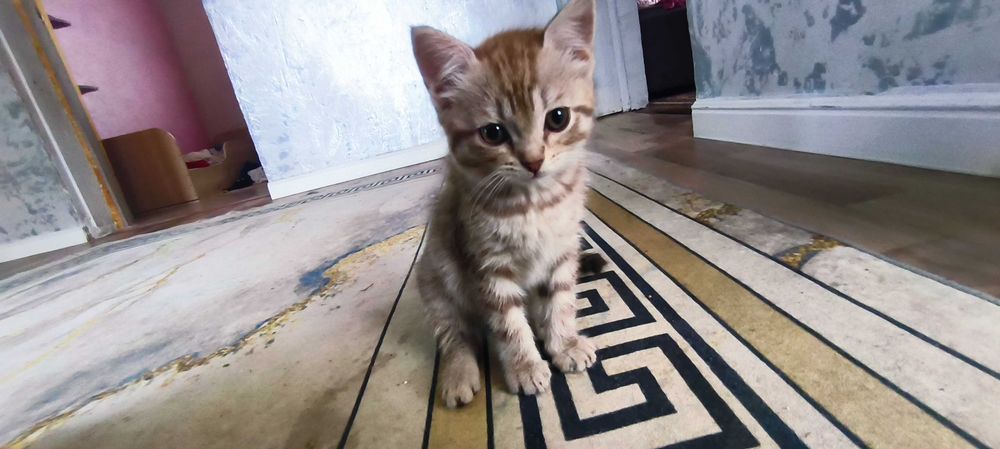 Котята вислоушки