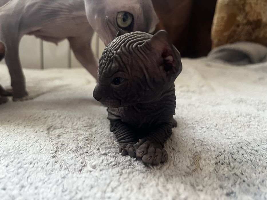 Продам котят породы сфинкс