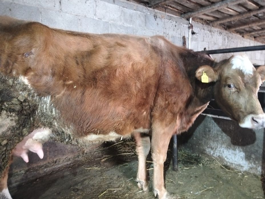 Продам корову дойную