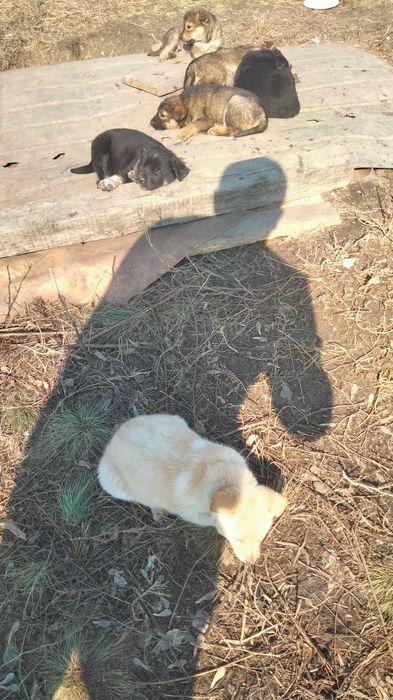 Щенки в добрые руки