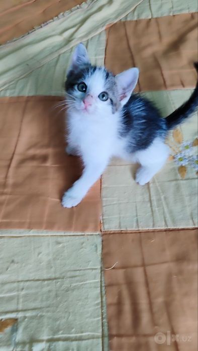 Продаем домашних котят