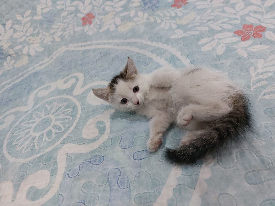 Отдам бесплатно котенка