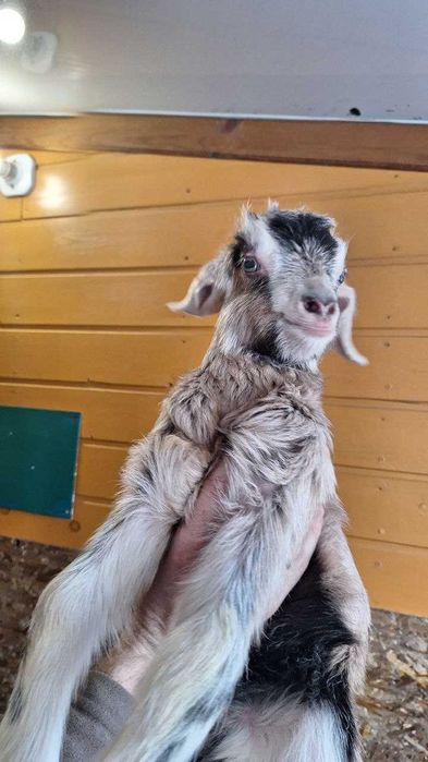 Козлята альпийской породы