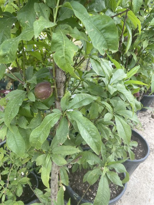 Pomi la ghiveci/Plantare pe tot timpul anului