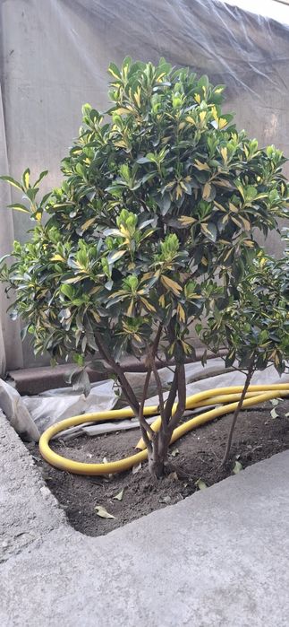 Кўчат ва каламча гуллар сотилади!