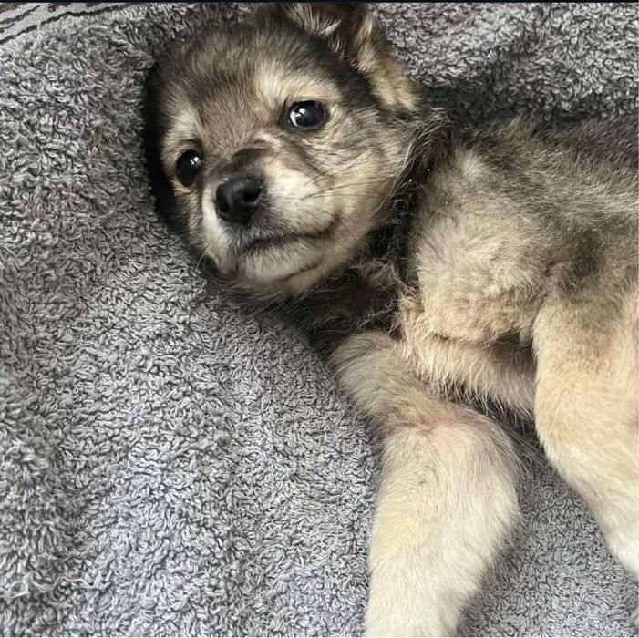 Щенок в добрые руки