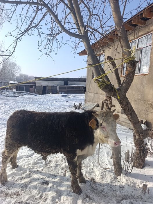Бұқар сатылады семіз