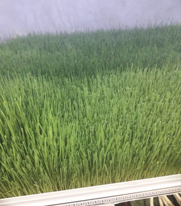 Гидропоника для животных,кроликов, хомечков и рыб Ундирилган Бугдой