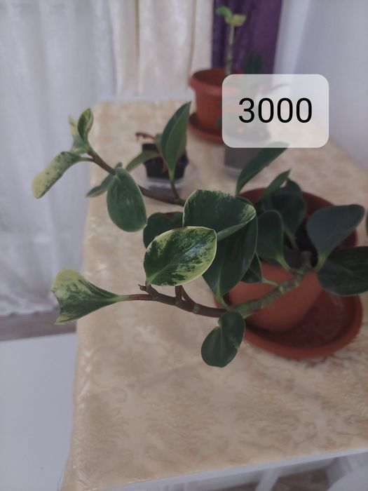 Комнатные растение