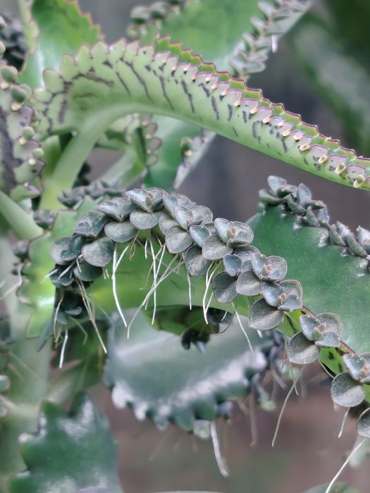 Каланхоэ целебный детки.