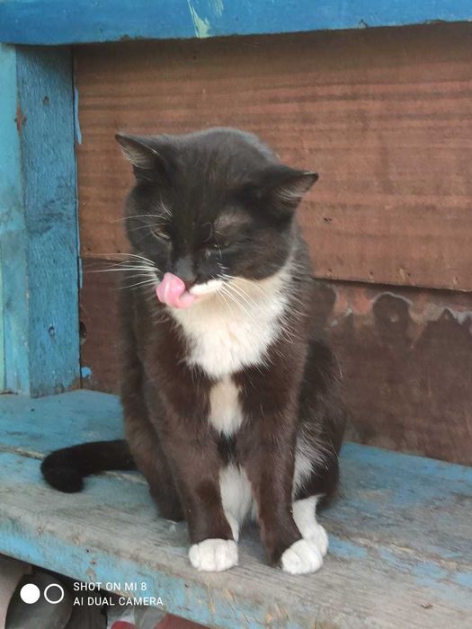 Отдам кошек в хорошие руки