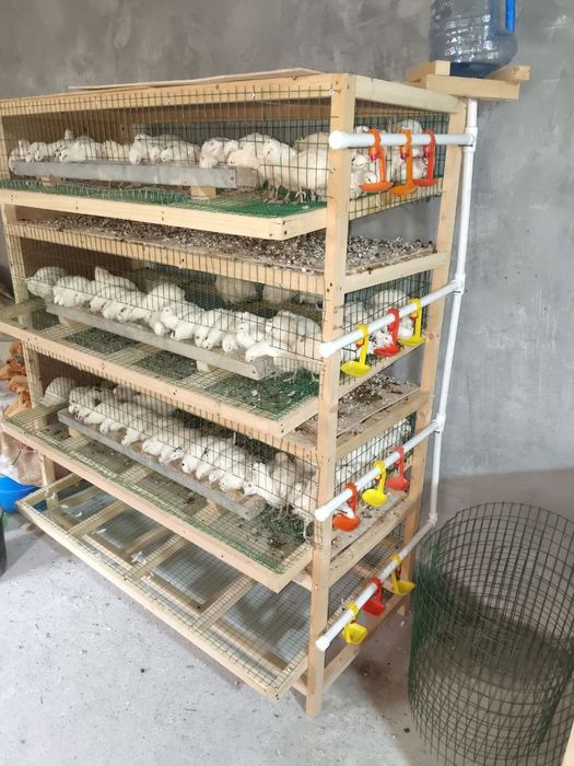 Bedana sotiladi 
Narxi 28000
Endi tuxumga kirvoti
Soni 111 ta