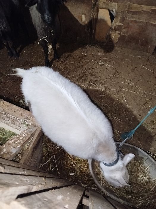 Обмен- кошкар кой