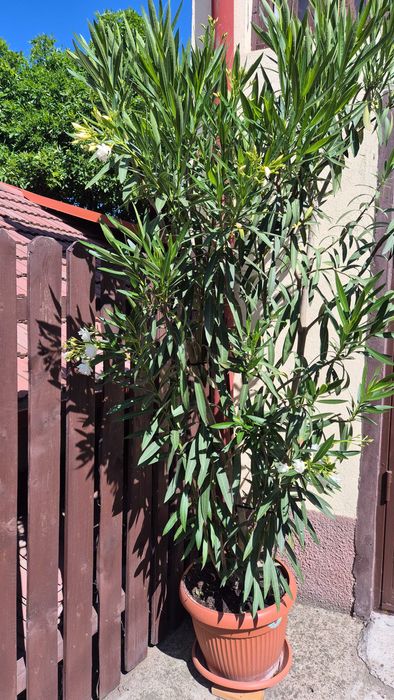 Leandru matur de vânzare.