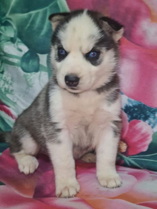 Продам щенков сибирской хаски. ки.