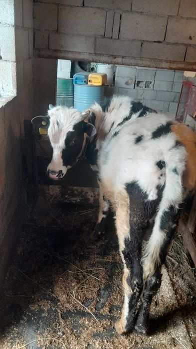 Продам Бычков 3 штук