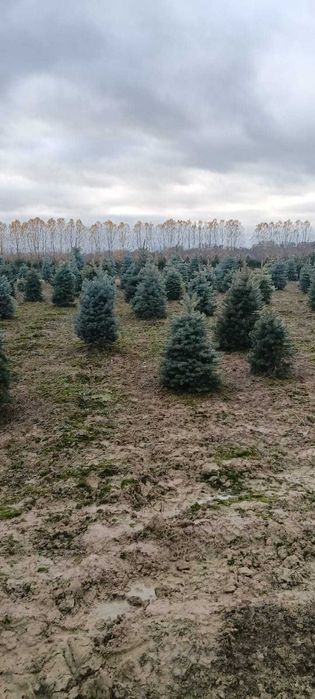 Brazi ieftini și frumoși – stoc limitat