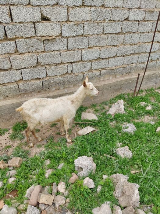 Эчки сотилади Заненский 10 ойлик