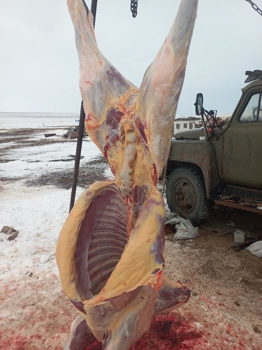 Продам согым конину молодняк свежая