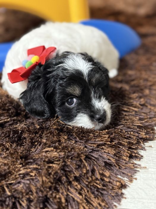 Fetița frumoasa si educata