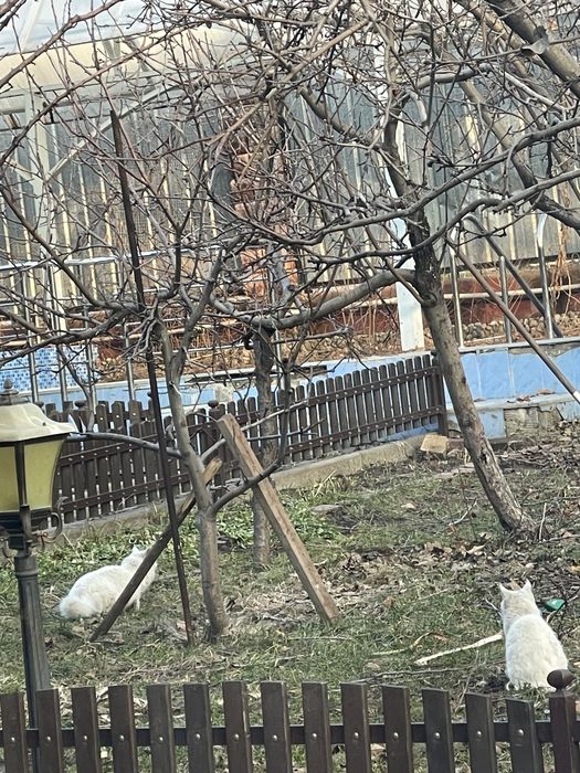 Кошки в добрые руки