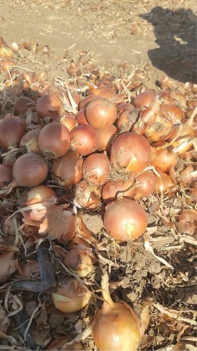 Продам репчатый лук с поле
