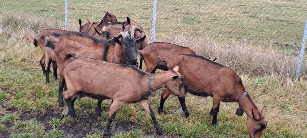 Vand capre bune de lapte