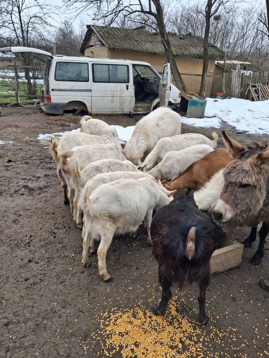 Capre de vanzare sannen