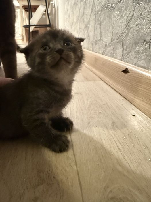 Добрый руки котята