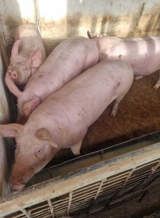 Угоени прасета 6лв