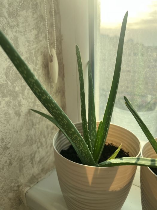 Алоэ вера лечебный