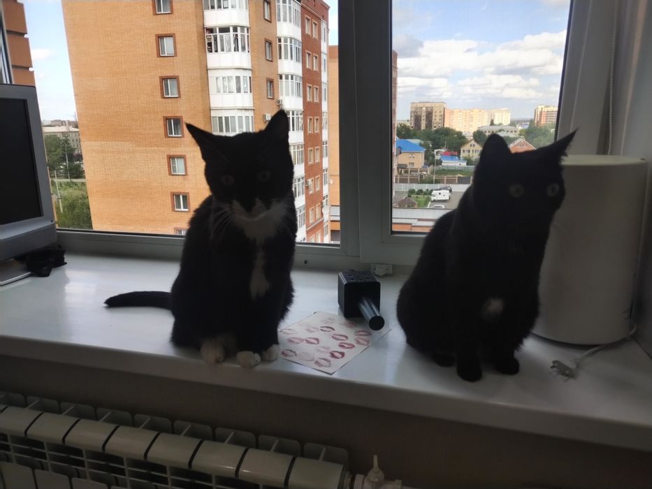 Отдам даром в хорошие руки