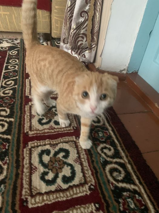 Шатланская порода