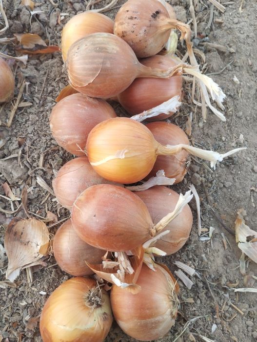 Лук Манас на продажу