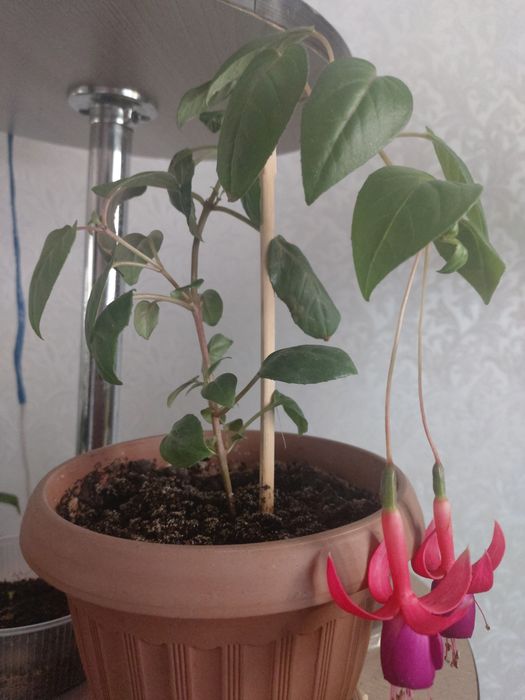 Фикусы и фуксии от 700тг