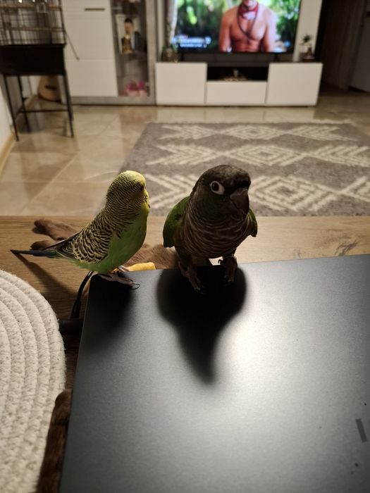 Papagal pyrhurra femela cu inel are 2 ani