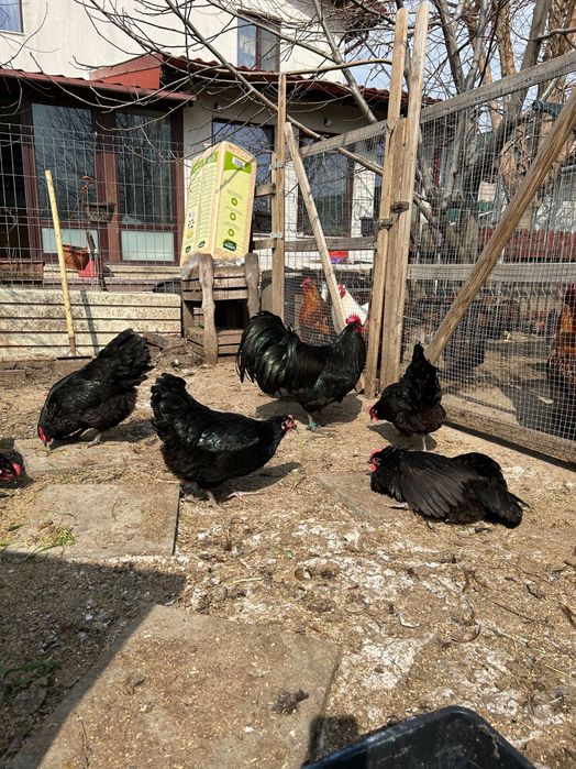 Gaini Australorp