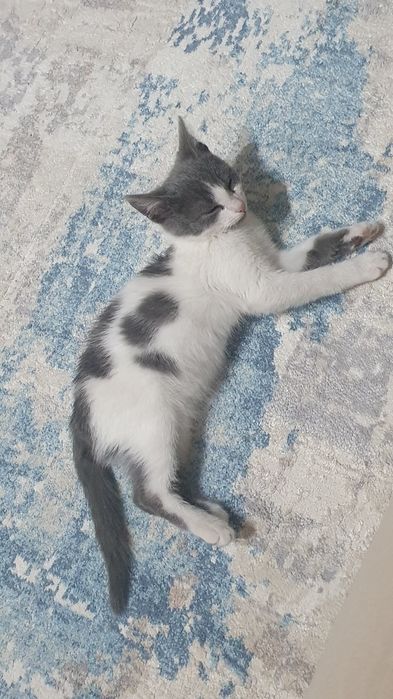 Котенок мальчик 2-3месяца