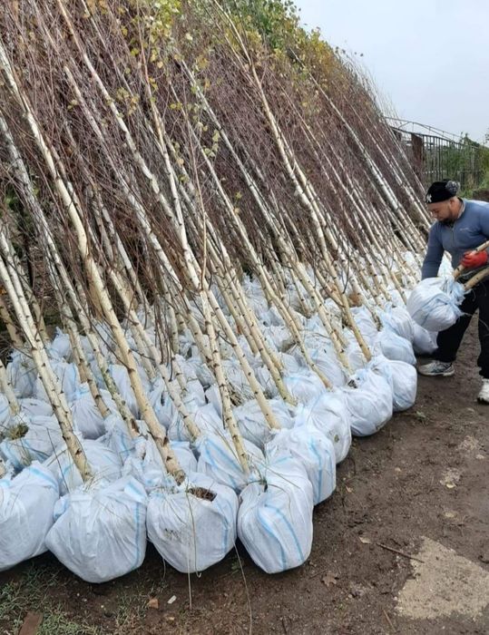 Mesteacăn mutitulpinar cu coaja alba decorativ,  Pret minim garantat